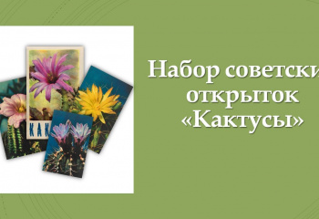 Виртуальная выставка "Кактусы"